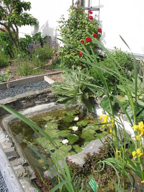 Water lilies in the garden